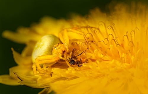 altın başak yengeç örümceği, böcekbilim, çiçek içeren Ücretsiz stok fotoğraf