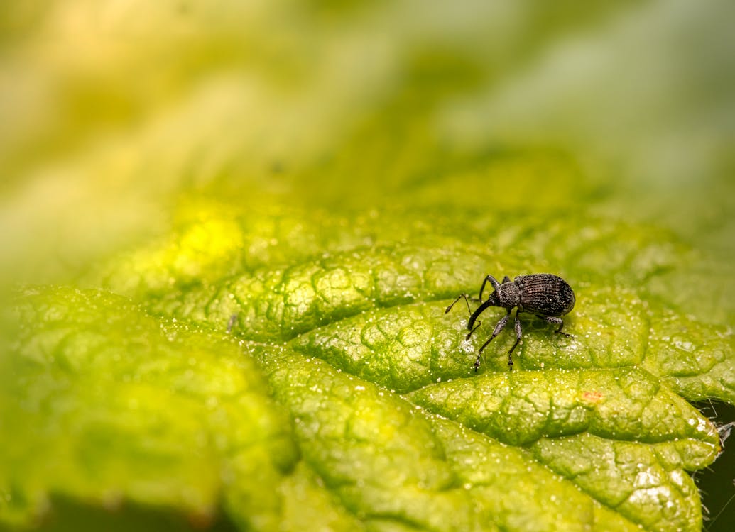 Gratis lagerfoto af anthonomus rubi, grønt blad, insekt