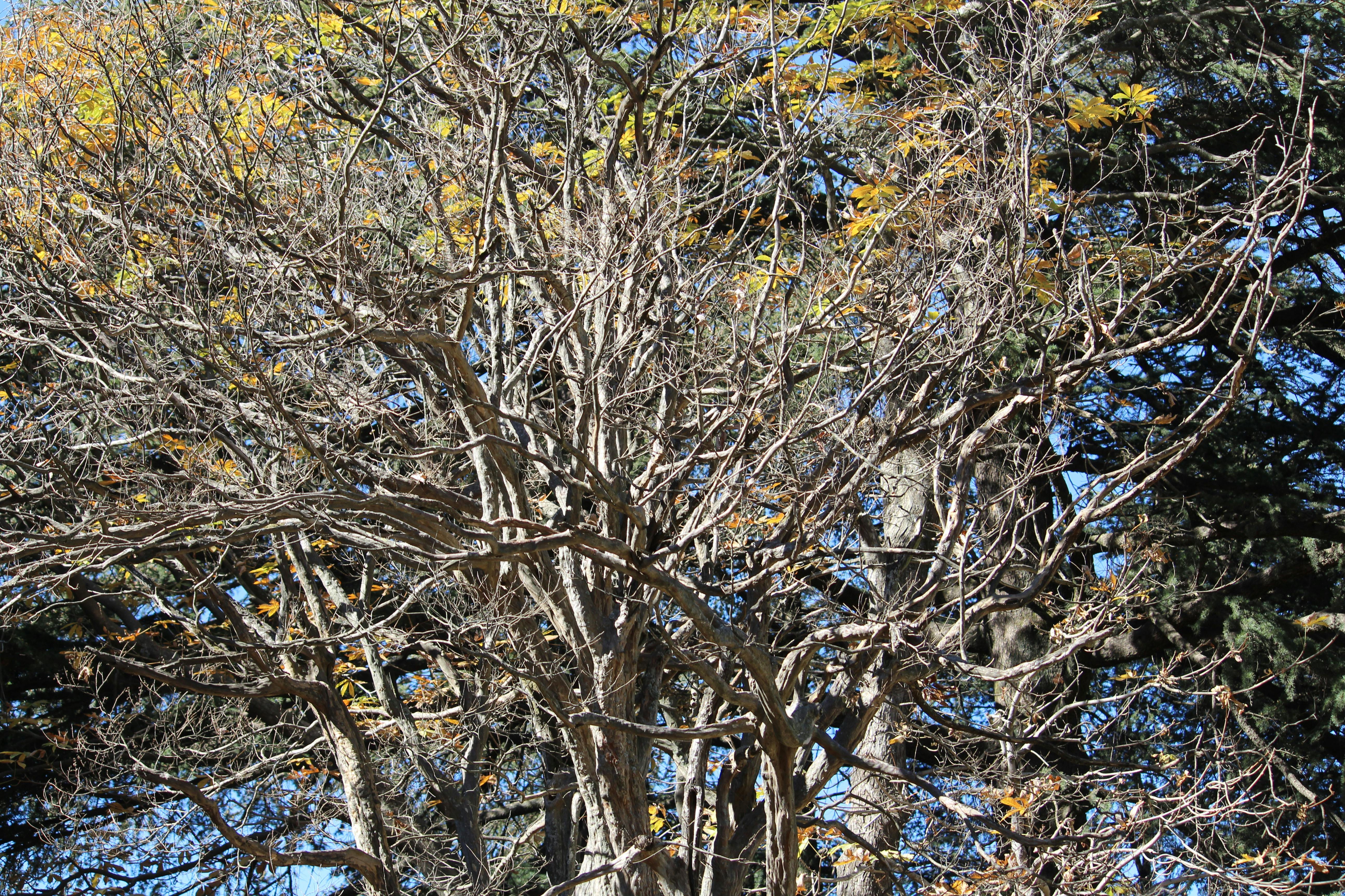 Free stock photo of dry, dry tree, tree