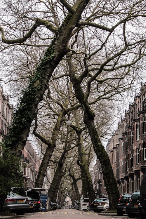 Gratis lagerfoto af Amsterdam, bare træer, biler