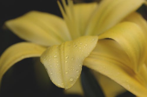 Shallow Focus Photography of Yellow Flower