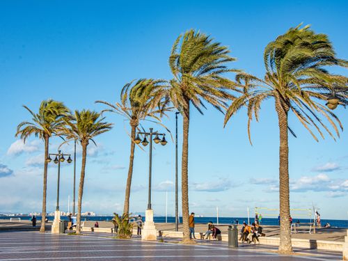Free Vibrant coastal scene with palm trees lining a sunny beachfront promenade. Stock Photo