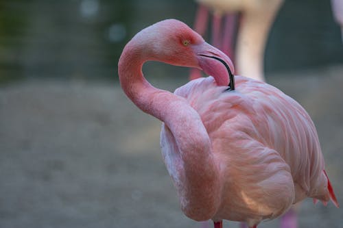 Kostenlos Kostenloses Stock Foto zu flamingo, nahansicht, tier Stock-Foto