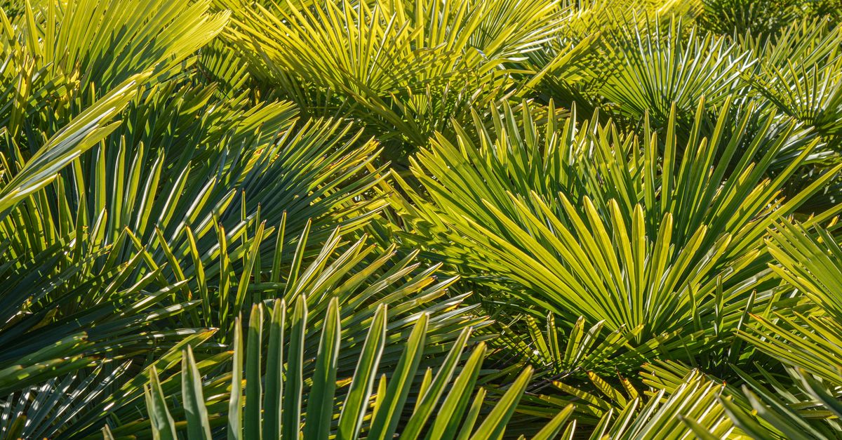 Close-up of vibrant green palm leaves creating a natural pattern in sunlight.