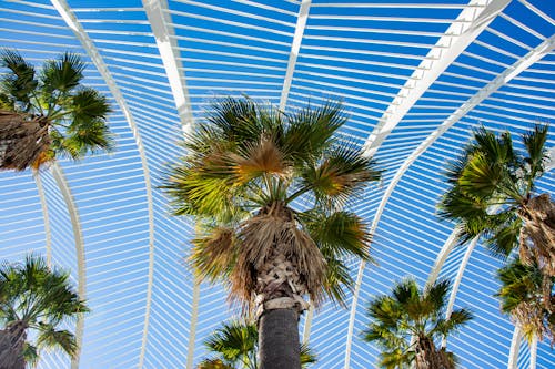 Free Palm Trees and Steel Frames Under Clear Blue Sky Stock Photo