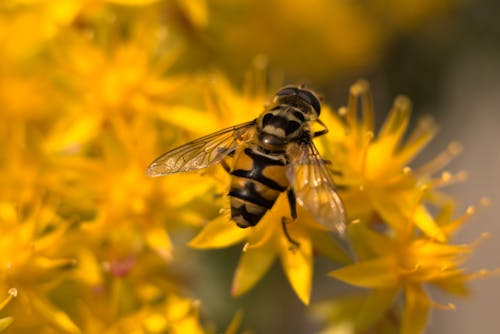 Close-Up Shot of a Bee 