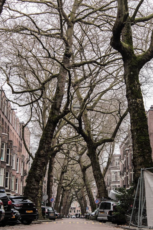 ağaçlar, amsterdam, apartman binası içeren Ücretsiz stok fotoğraf