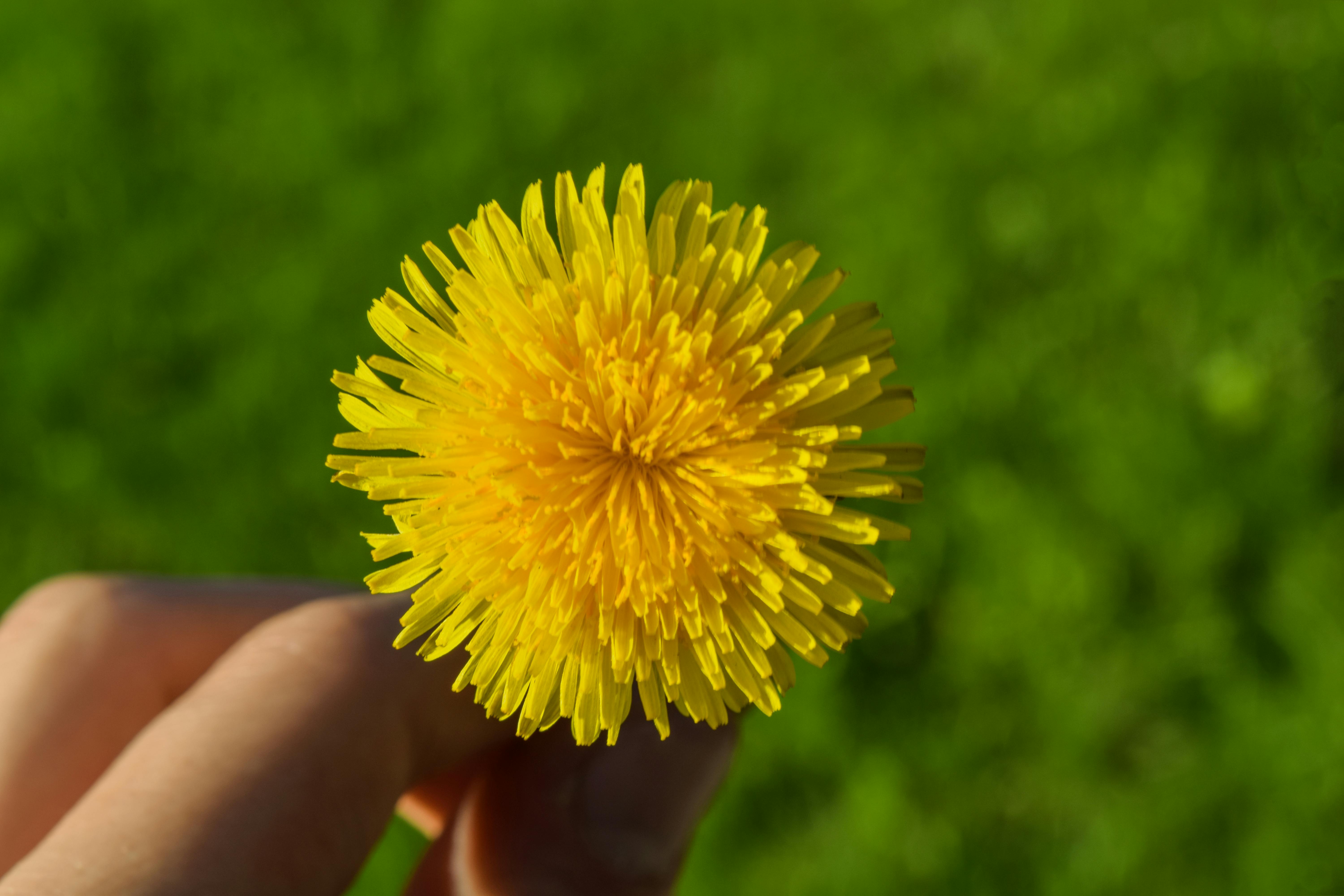 花束 は英語で何て言う 花束を贈る などの英語もご紹介 英語の達人world