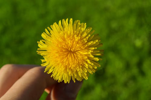 無料 黄色いタンポポの花 写真素材