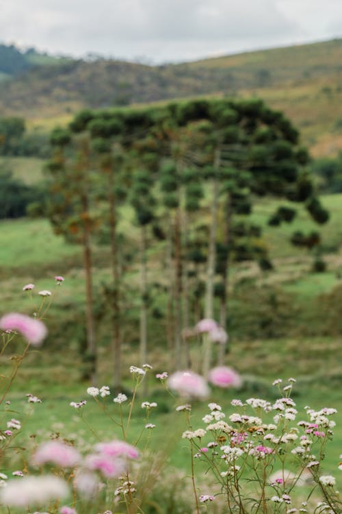 Pink Flowers on Green Grass Field