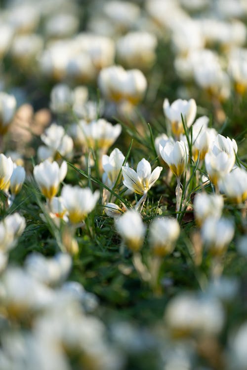 Kostnadsfri bild av blomfotografi, blommor, fjäder