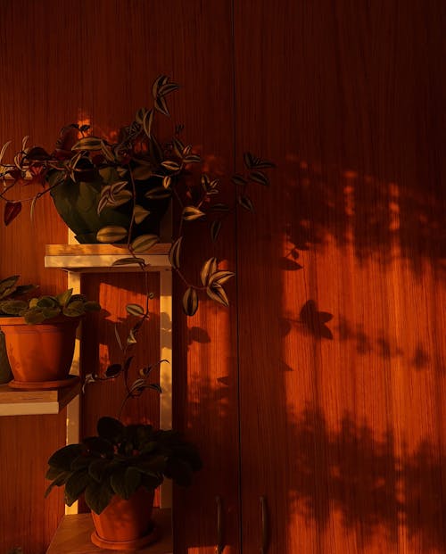 Free Plants on Clay Pots on Wooden Shelves Stock Photo