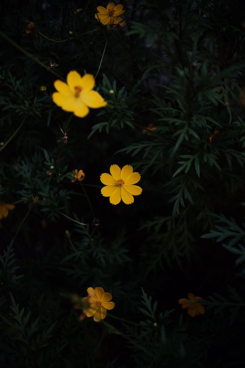Free Yellow flowers bloom vividly against dark green leaves, creating a striking contrast. Stock Photo
