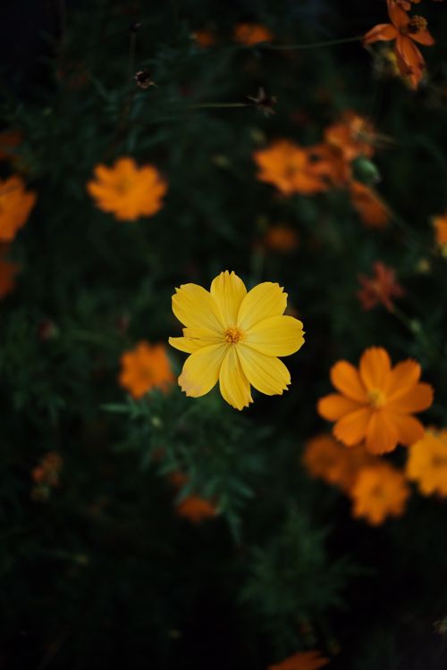 Free A stunning vertical shot of vibrant yellow and orange cosmo flowers in full bloom against dark green leaves. Stock Photo