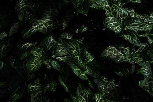 Immagine gratuita di foglie verde scuro, verde scuro