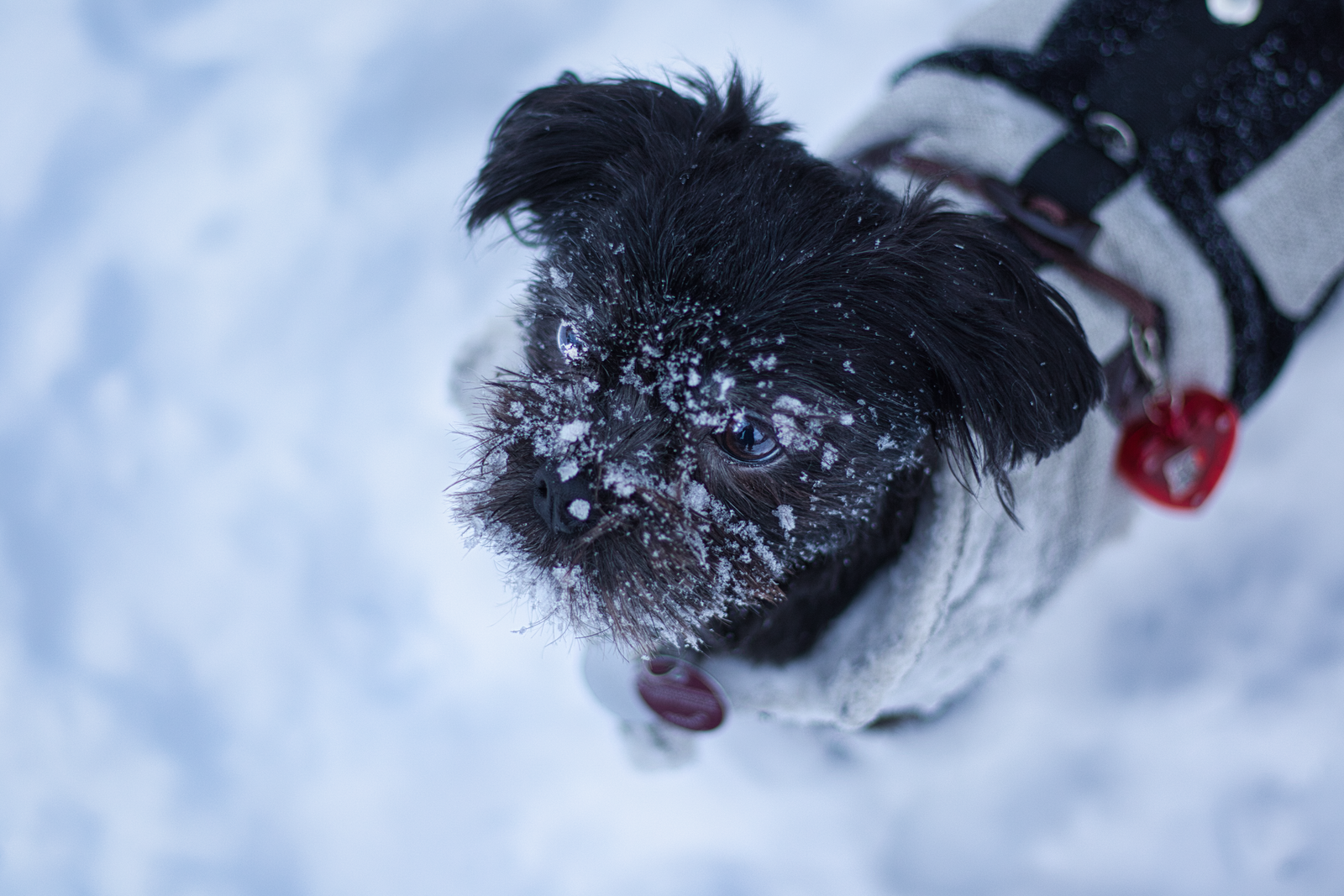 Black Affenpinscher in snow, photo by Nele We on Pexels