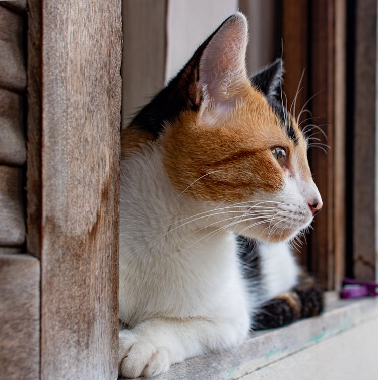 A Calico Cat On The Window