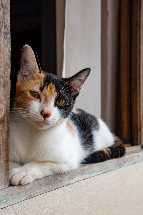 Free Close-Up Shot of a Calico Cat Stock Photo
