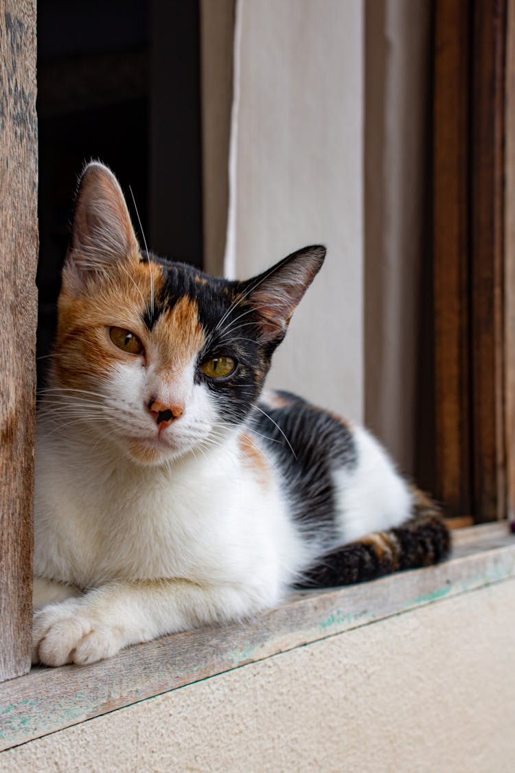 Close-Up Shot Of A Calico Cat