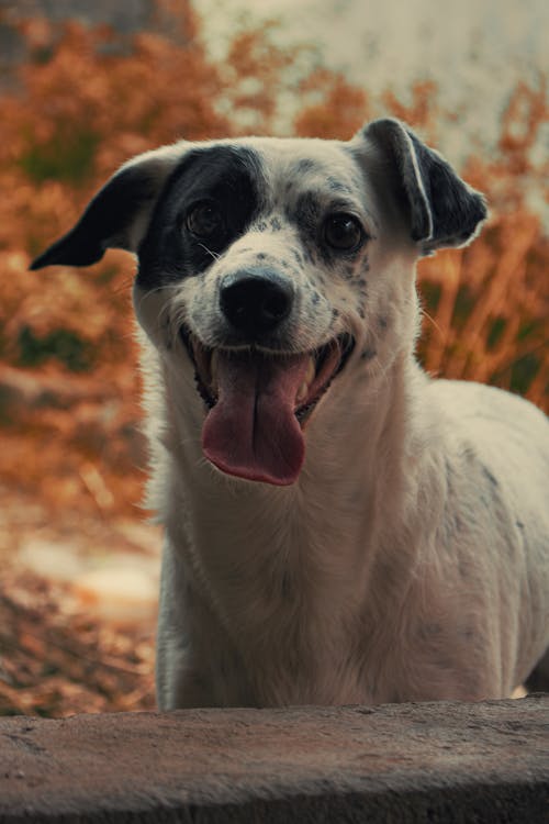 Gratis lagerfoto af dyr, dyrefotografering, hund