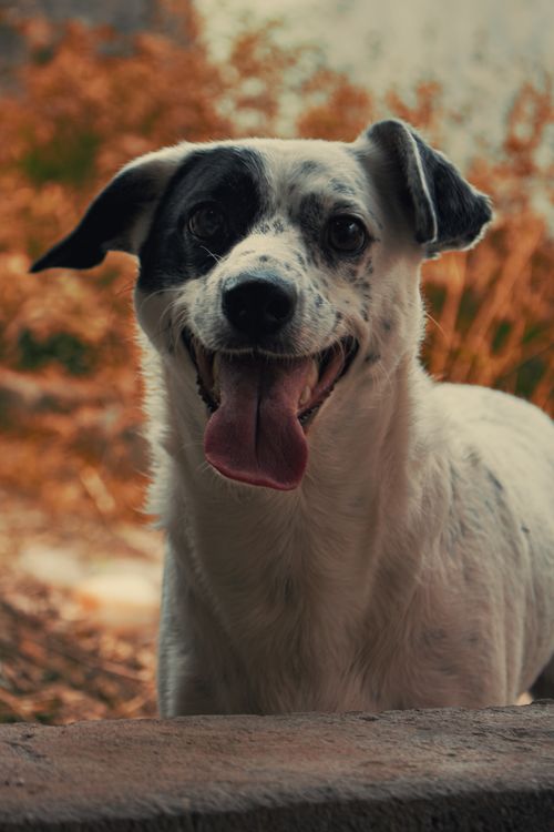 Free Charming mixed breed dog outside in Brazil with tongue out in joy. Stock Photo