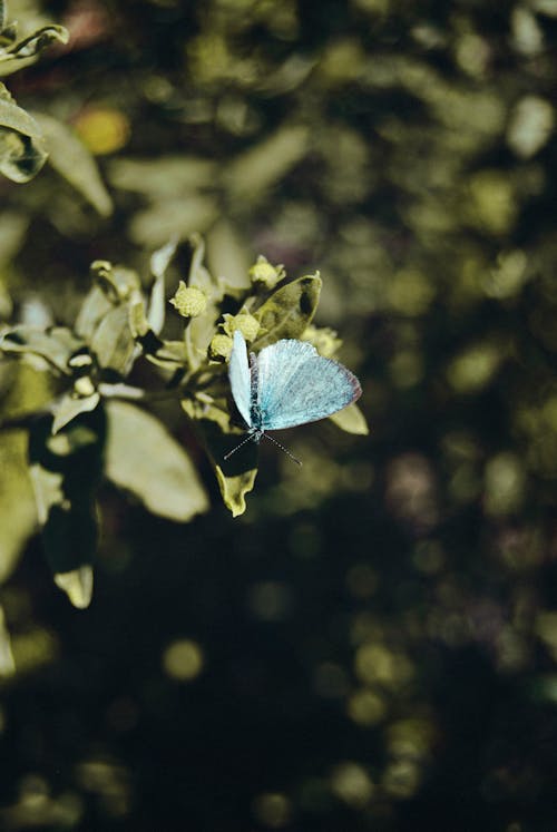 Blue Butterfly Perched on Leaves in Tilt Shift Lens
