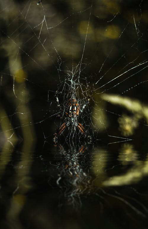 無料 クモ, クモの巣, トラップの無料の写真素材 写真素材