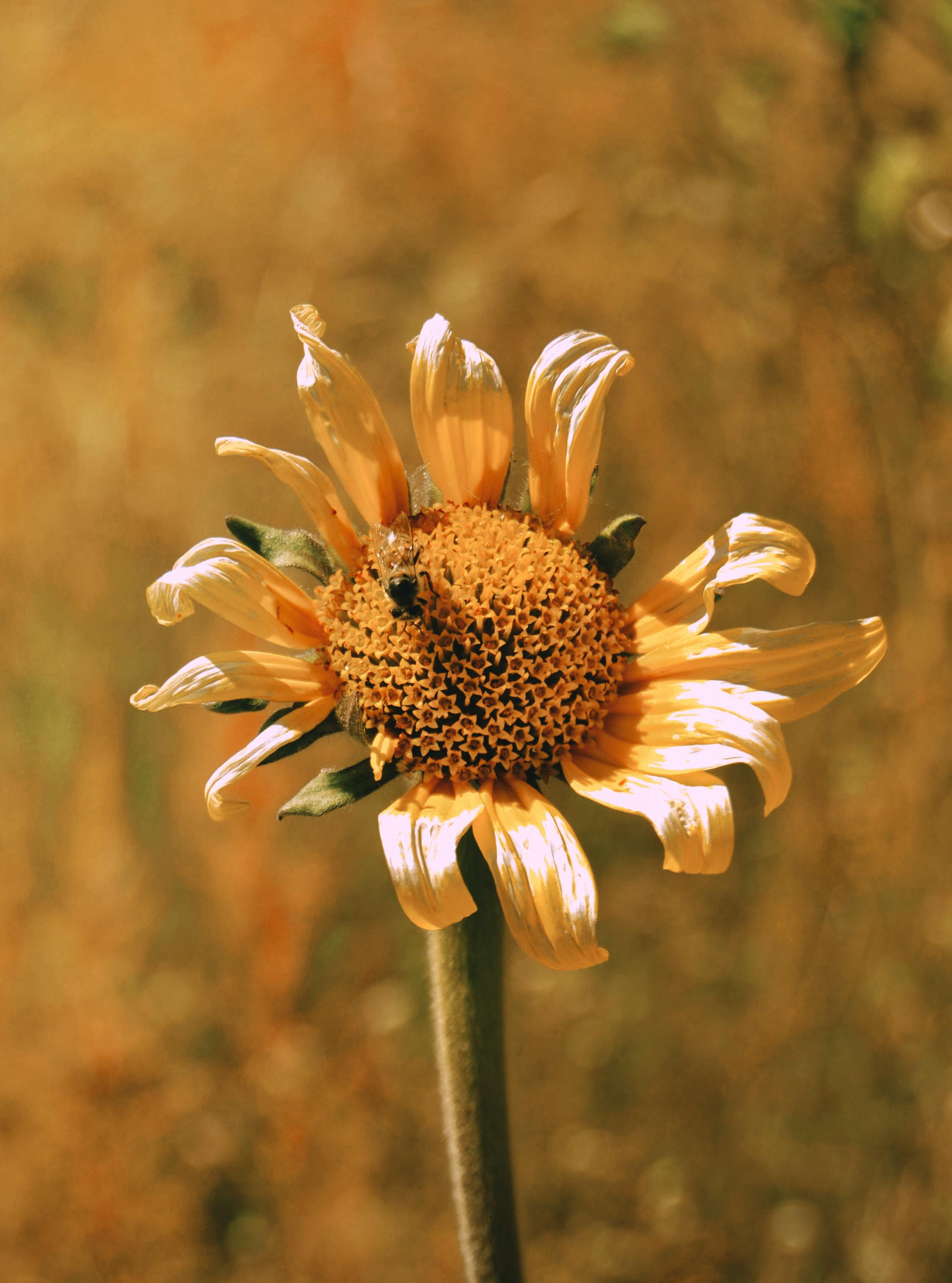 Detailed macro shot of weathered sunflower with bee collecting pollen, highlighting natural beauty.