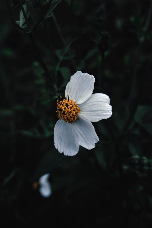 Free A delicate white flower with yellow pollen against a moody dark background, showcasing natural beauty. Stock Photo