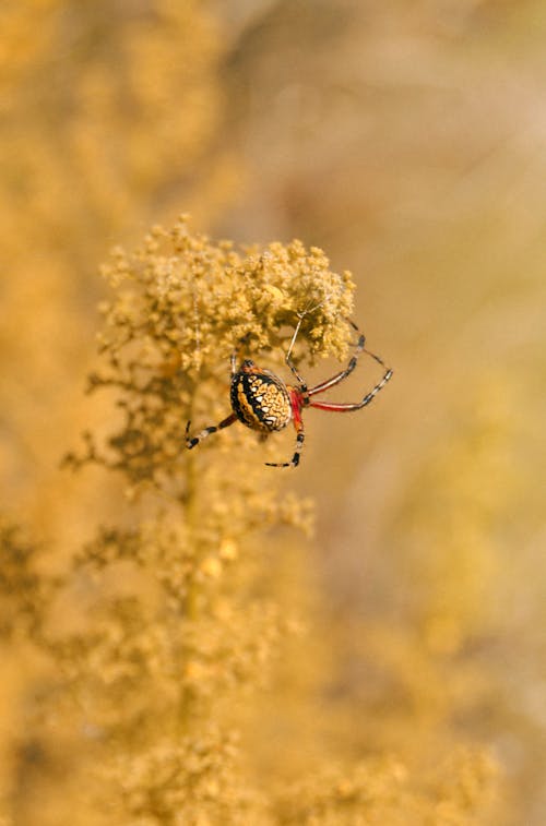 Ilmainen kuvapankkikuva tunnisteilla arachnida, araneae, argiope