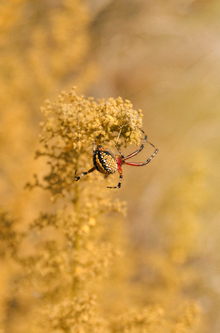 Argiope Spider On A Yellow Plant In Tilt Shift Lens