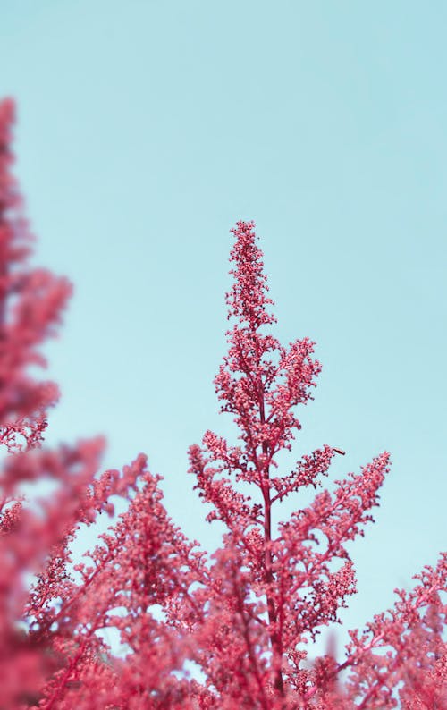 คลังภาพถ่ายฟรี ของ astilbe, การเจริญเติบโต, ความสด