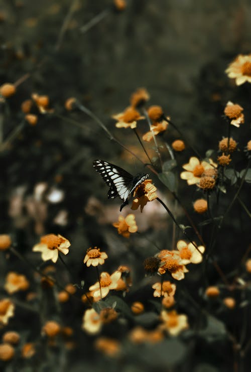 Butterfly Perched on a Yellow Flower in Tilt Shift Lens