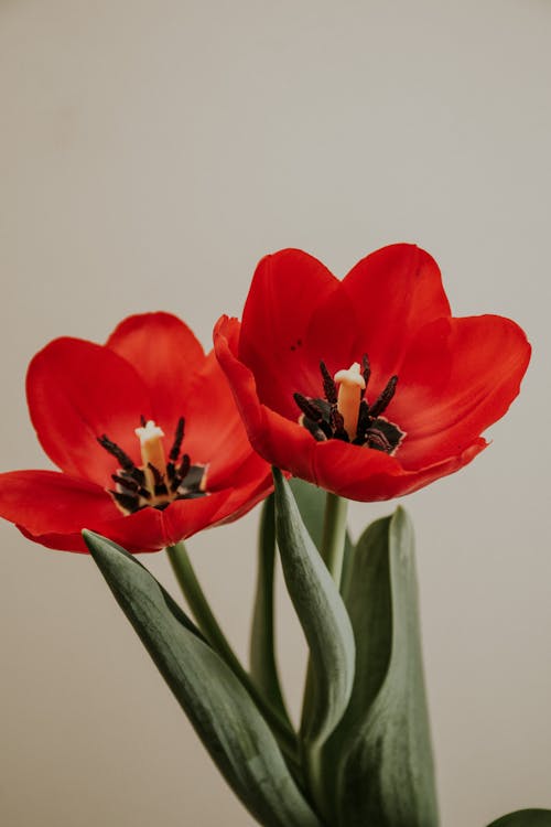 Free Red Tulips in Bloom  Stock Photo