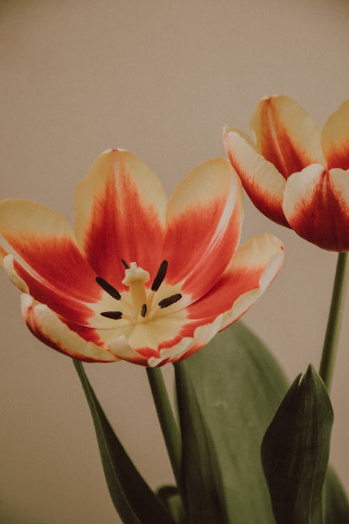 Δωρεάν στοκ φωτογραφιών με ανθισμένος, ανοιξιάτικα λουλούδια, βοτανικός