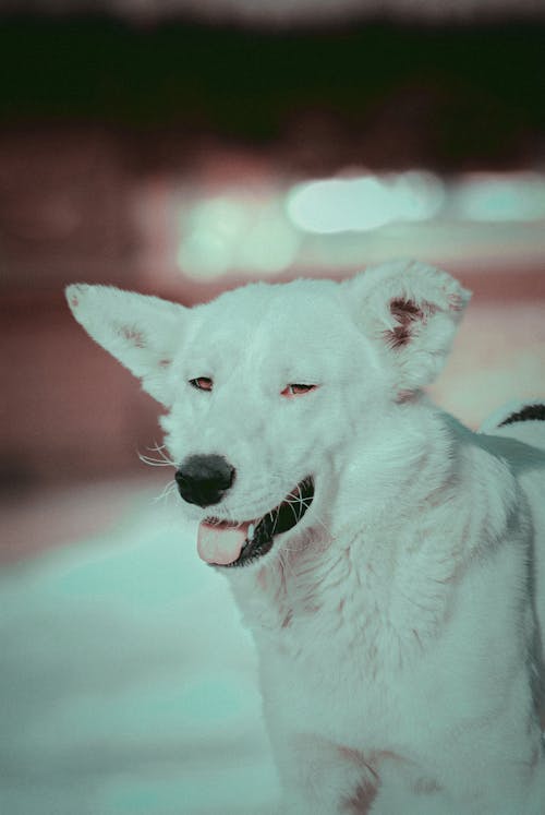 Gratis Foto stok gratis anjing, anjing putih, binatang Foto Stok