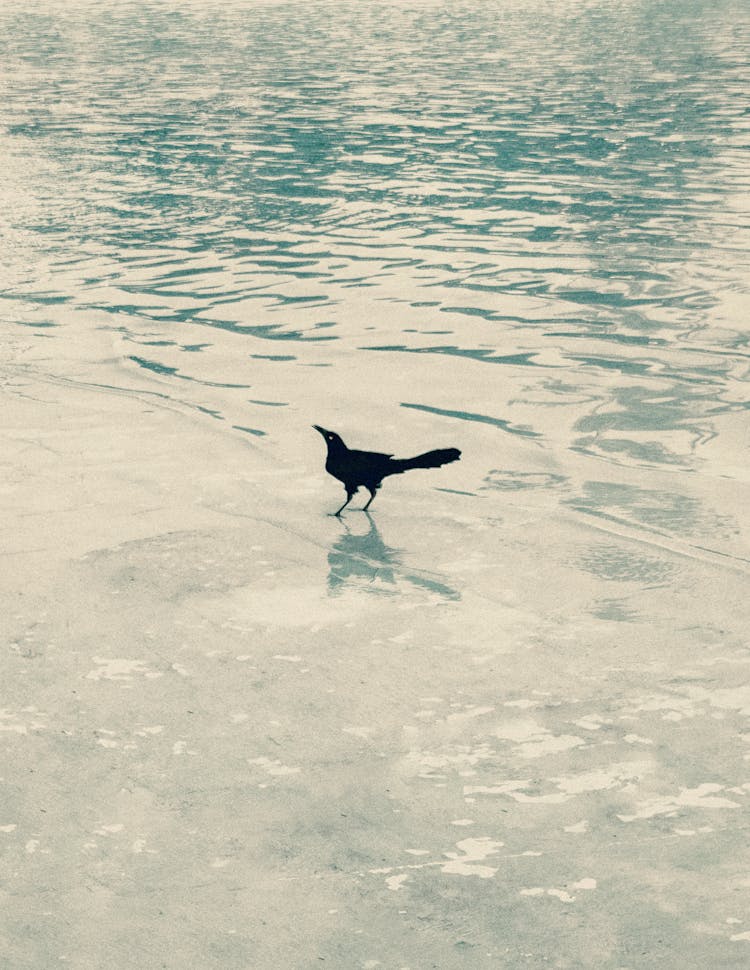 Raven Bird On Shore