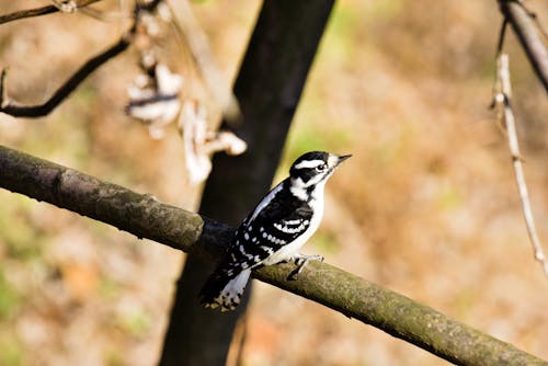 Kostenloses Stock Foto zu flaumspecht, vogel