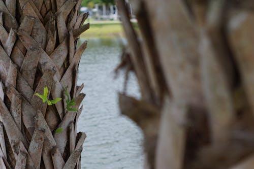 Kostenloses Stock Foto zu florida, fort myers, palmen