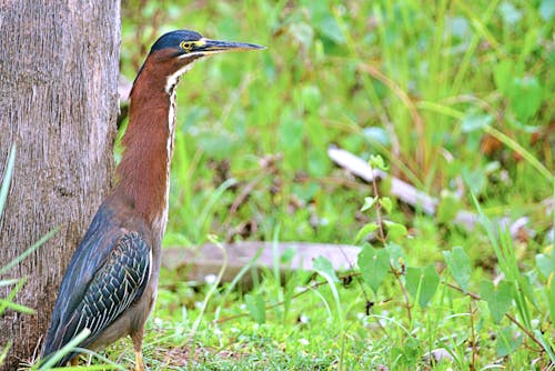 Kostenloses Stock Foto zu florida, grüner reiher, vogel