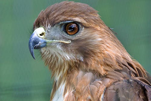 Kostenloses Stock Foto zu falke, vogel