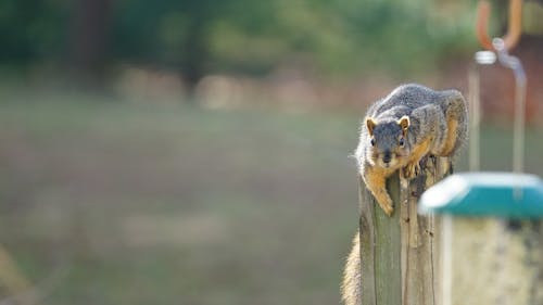 Kostenloses Stock Foto zu eichhörnchen, vogelfütterer