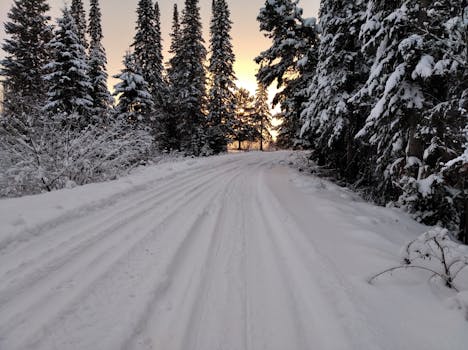 A serene forest path covered in snow, lined with conifer trees, illuminated by a warm sunset glow.