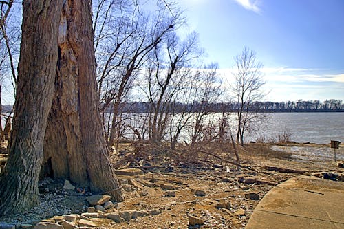 Kostenloses Stock Foto zu baum, fluss, ohio river