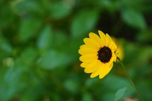 Kostenloses Stock Foto zu blume, frühling, sommer