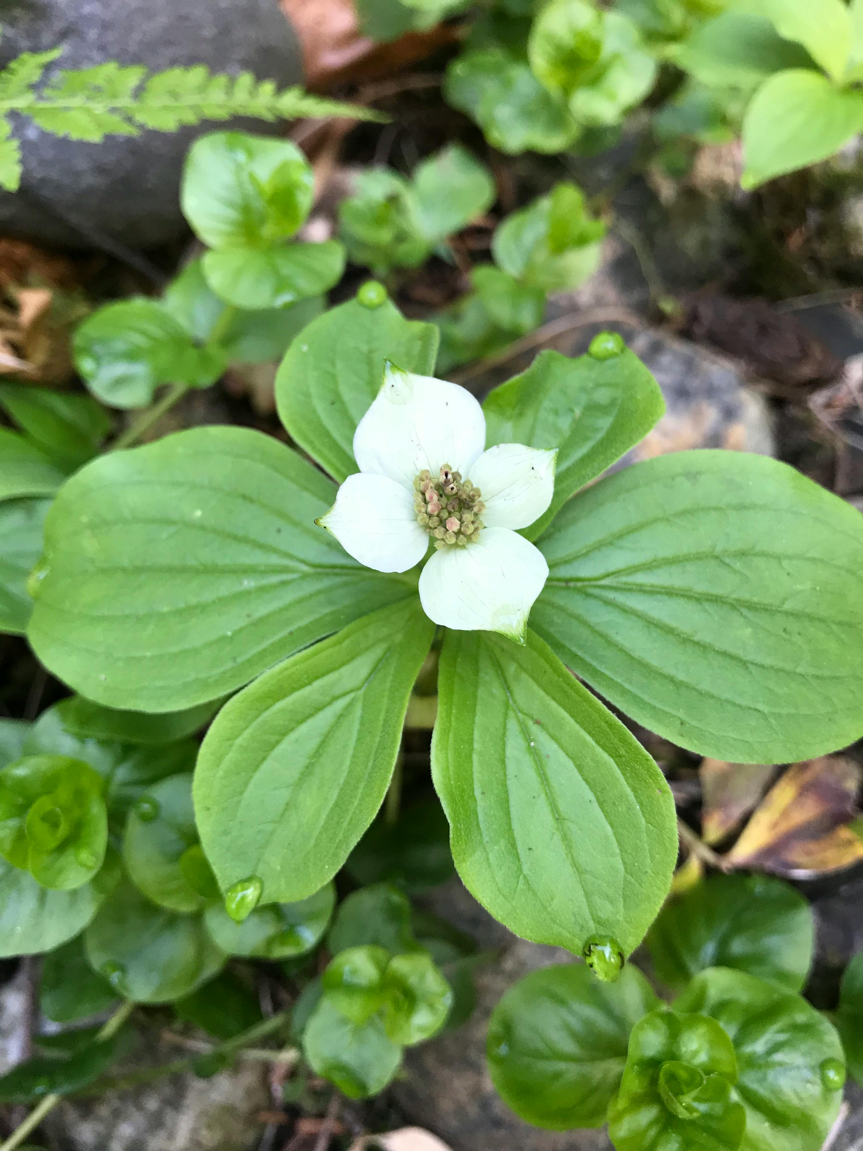 春の花 白い花 緑の無料の写真素材