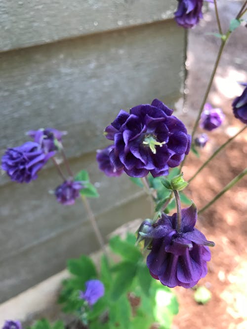 Free stock photo of purple flowers, spring flower Stock Photo