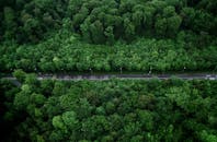 从空中俯瞰，茂密的森林中道路穿行而过，捕捉到大自然的蓬勃生机