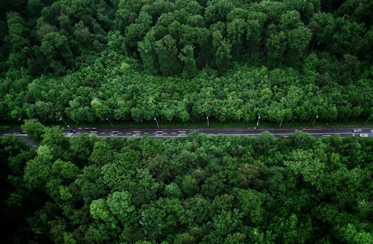 从空中俯瞰，茂密的森林中道路穿行而过，捕捉到大自然的蓬勃生机