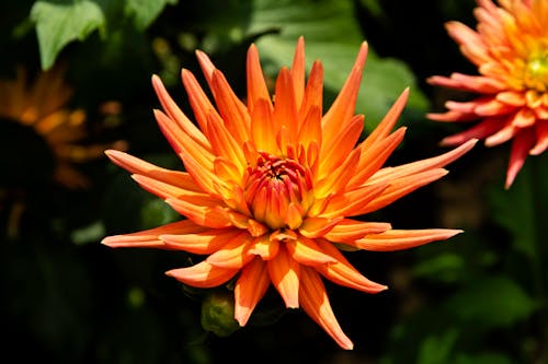 Close-Up Shot of a Dahlia Flower